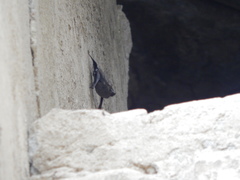 Balantiopteryx plicata