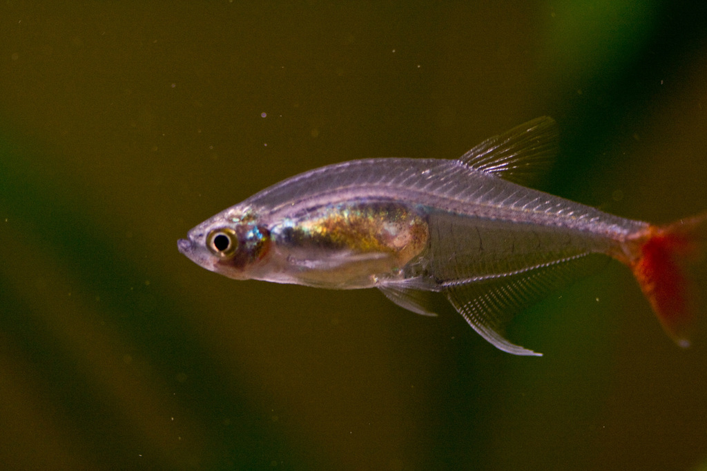 Glass Bloodfish
