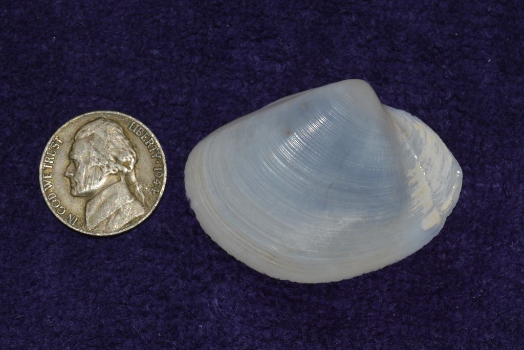 Smooth Duck Clam