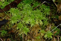 Sphagnum cristatum