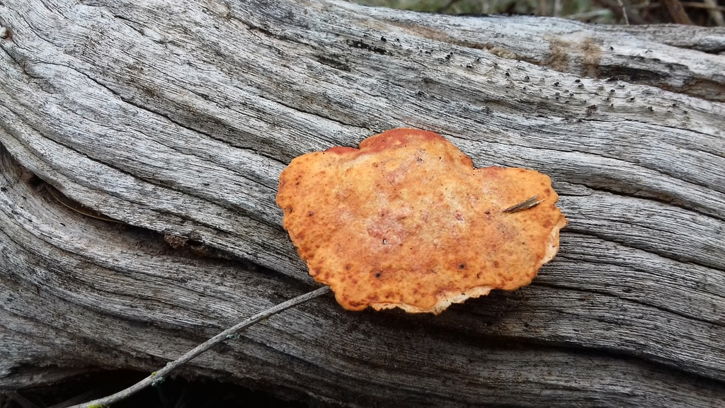 Trametes sanguinea · October 2017 · photo: © juan-mt (iNaturalist, cc0)