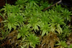 Sphagnum cristatum