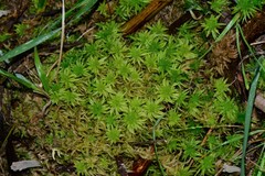 Sphagnum cristatum