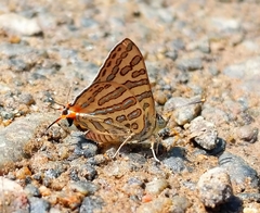 Cigaritis elima