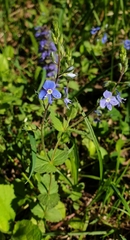 Veronica chamaedrys