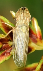 Eupelix cuspidata