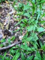 Capsella bursa-pastoris