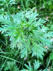 Potentilla argentea