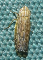 Psammotettix alienus
