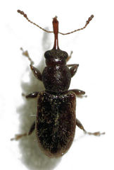 Rhinorhynchus rufulus