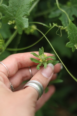 Sisymbrium runcinatum