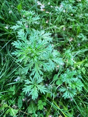 Potentilla argentea