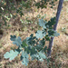 Quercus × jolonensis - Photo (c) Will Heltsley,  זכויות יוצרים חלקיות (CC BY-NC), הועלה על ידי Will Heltsley