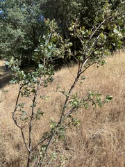 Quercus × jolonensis