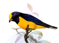 Finsch's Euphonia photo 1
