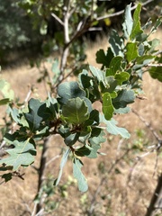 Quercus × jolonensis