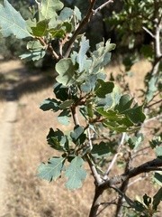 Quercus × jolonensis
