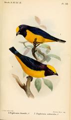Finsch's Euphonia photo 3
