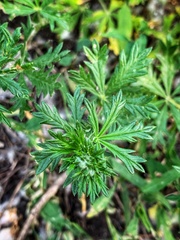 Potentilla argentea
