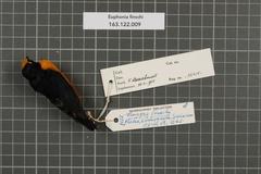 Finsch's Euphonia photo 5