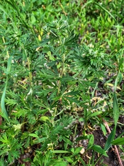 Potentilla argentea
