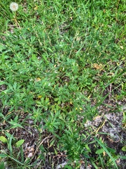 Potentilla argentea