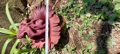 Amorphophallus paeoniifolius