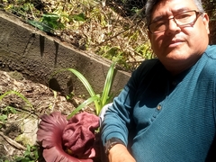 Amorphophallus paeoniifolius