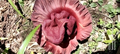 Amorphophallus paeoniifolius
