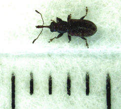 Rhinorhynchus rufulus