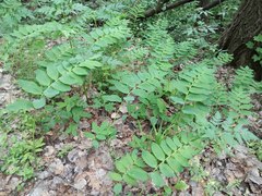 Polygonatum orientale
