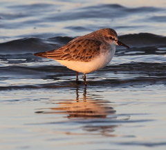 Calidris ruficollis