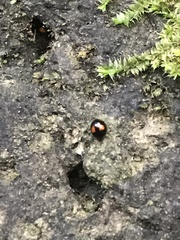 Stethotrypes raffrayi