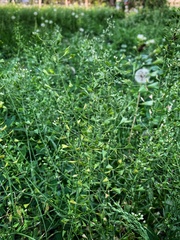 Capsella bursa-pastoris