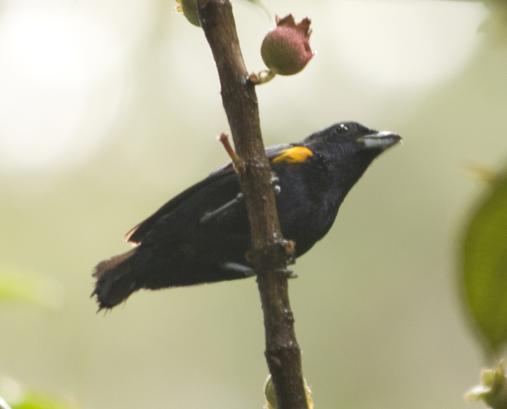 Golden-Sided Euphonia