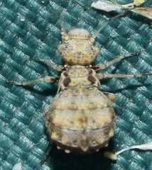 Cyrtopsochus pustulatus