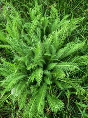 Achillea millefolium