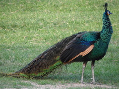 Pavo muticus
