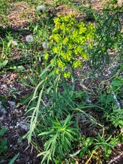 Euphorbia virgata