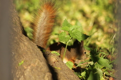 Sciurus vulgaris