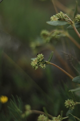 Helianthemum squamatum