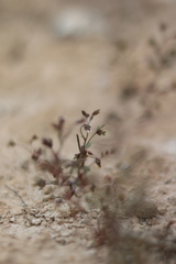 Chaenorhinum reyesii