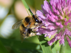 Anthophora aestivalis