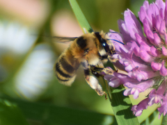 Anthophora aestivalis