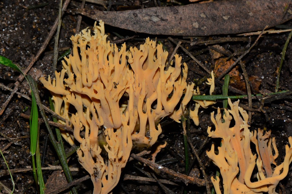 Phaeoclavulina flaccida
