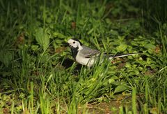 Motacilla alba