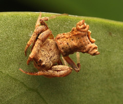 Arkys dilatatus