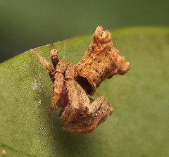 Arkys dilatatus