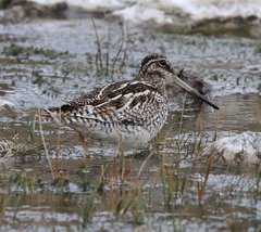 Gallinago solitaria
