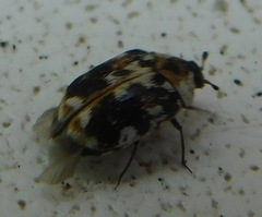 Anthrenus picturatus